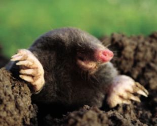 Last fall my yard was a mass of mole tunnels, how do I get rid of the moles? Is there a reasonably priced cure? Godfrey, Waterford