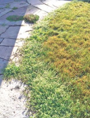 For some reason, I have an infestation of weeds along the edge of my patio. My lawn looks good (although it's brown), but why would the weeds show up and look like this? Joan