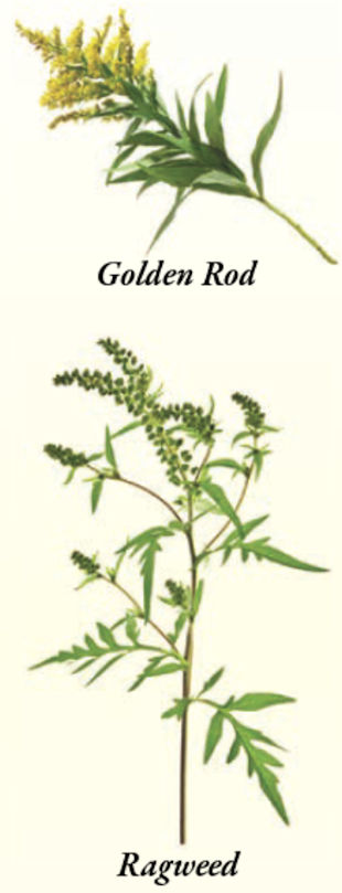 I am highly allergic to pollen and every fall my allergies go crazy. I always thought I was allergic to both Golden Rod and Ragweed, but my neighbor says not so. Are they different?