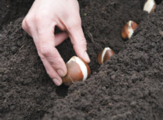 The warm weather seems to be holding on this year. Do you think it's still too warm to plant my spring bulbs? Kristin