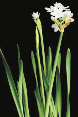 My mother always forced paperwhite narcissus bulbs to grow indoors for fall/winter enjoyment, but I remember that they grew tall and fell over. I recently heard that alcohol can be used to stunt their growth. Is that worth a try? Carol
