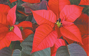 I love Poinsettias at this time of year, and I've always wondered if the growers paint them red? Sarah