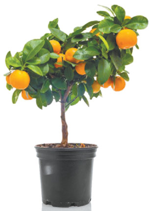 My miniature orange tree has dried, yellowing leaves that are falling off daily. I water it twice a week and lightly fertilize once a month. There doesn't seem to be any infestation. Is there anything I can do to save it? Paulette