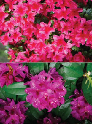 I always get confused, what is the difference between Azaleas and Rhododendrons? Marie