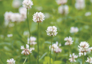 I have clover all over my lawn, how can I get rid of it safely? Margaret