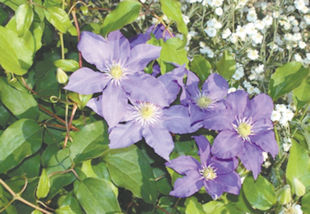 I have 2 clematis plants. Both had a couple of blossoms several weeks ago, but no new blossoms have appeared. Is this normal? Should I do something to help create more blossoms? Thanks, Gary