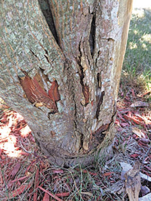 Hi Linda - I have a 9 year old Japanese maple. This year the bark of the trunk is starting to peel. I broke off a piece and saw beetle-like bugs. There weren't a ton of them, they may have been there just for shade? I love my maple. What should I do? Anna