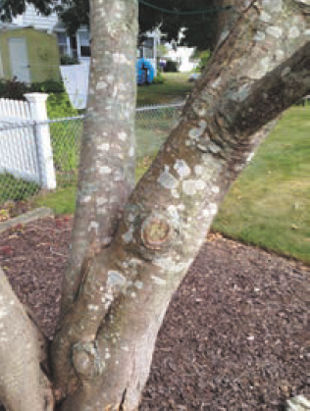 Japanese Maple Tree Mulch Damage