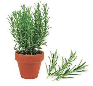 Keeping Rosemary Healthy Over Winter