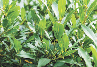 Cause of sticky Bay Leaves