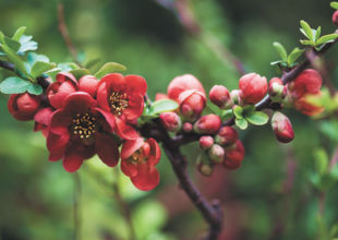 Quince Flowers in the Spring