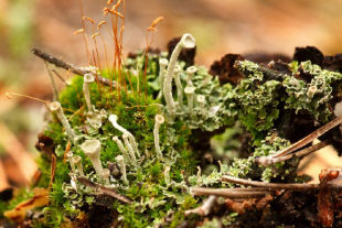 Moss Growing Tips