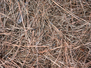 Pine Needles as Mulch