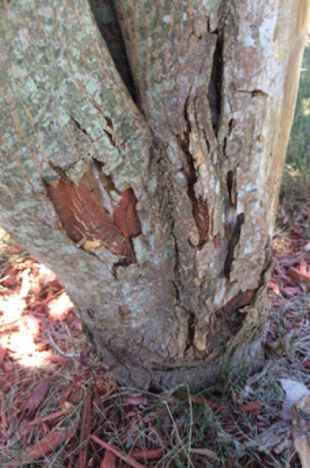 Japanese Maple Bark Damage