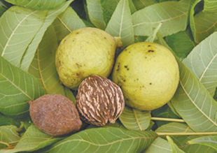 Last week's question about oak leaves got me wondering about black walnut trees and leaves. There is a black walnut tree at my church and the nearby garden is struggling. Is the black walnut tree toxic?