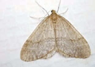 What can I do to get rid of winter moths? They get in my house, climb on my siding and even seem to survive through the winter. Help! Gerald N, Groton