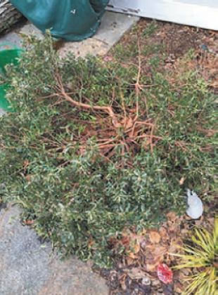 Now that the snow has melted, I see that my evergreen Daphne has been crushed by the load of the snow. What can I do to save it?