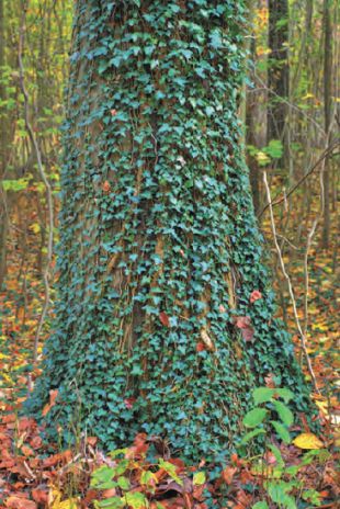 I have a two-fold question: (1) how does English Ivy spread? Over 20 years ago we were told it was alright to allow the English Ivy to be on a magnificent tree that was as tall as a 2-story house. The tree died, and I keep finding the Ivy all over our almost 4 acres. (2) Is there a good way to kill it? I have been pulling it up, but it keeps getting ahead of me. KC