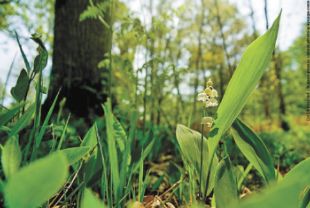 Help! My family cemetery plot lies under a large Oak tree. The grounds beneath it are full of weeds. Can you tell us the steps to restore a healthy grass at this plot? – Janet