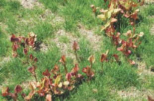 We have a new yard. Our grass was seeded last April. The grass is coming in and we have this weed that some people said cannot be killed. It is easy to pull up when small but once the plant gets larger, the root is very hard to get out of the ground. Can you please give us advice on how to get rid of this ugly and invading plant? Charley