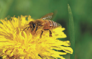 The condo complex I live in just did a large 'bee kill' with pesticides. You can help tremendously by publishing facts about the extreme importance of NOT killing bees, and the critical population decline there is in Connecticut and everywhere... S.K.