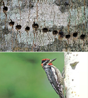 My maple tree has straight rows of ¼ inch holes in it. Do I have some sort of insect that's causing damage? - C.G.