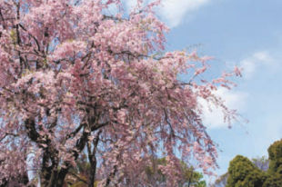 I'm wondering if there is a possibility of cutting off the top of a weeping cherry tree and still have it live. I would like a smaller, tidier tree since it is now growing terribly close to the roadside electrical wires. Thanks for your advice. Jackie