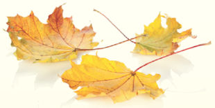 I have a question for you about a maple tree in our yard. It's about 30-35 years old and for the last few years it has been dropping leaves. The leaves are large and they dry up on the branches and fall onto the yard. It seems like its shedding leaves for some reason. The remainder of the tree is full and looks healthy but I'm wondering why some leaves die and fall at this time of year. Linda, Old Lyme