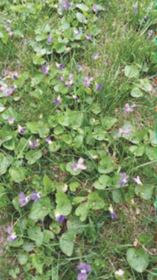 This flowering plant has continued to overtake my lawn. How do I remove it? It has bulbs on the bottom so you actually have to dig them out which is impossible to do with so many. Thank you. Dennis