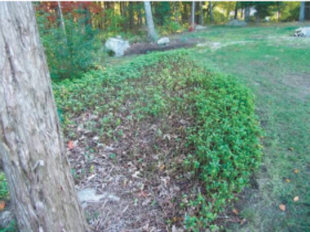 This is a picture of one of my pachysandra beds. I have 3 beds the other 2 are healthy, I will admit that I've fed the other 2 once this year with Miracle Grow and they are watered every other day with my irrigation system. We have had a drought this summer, maybe a little worse than last year (this bed does not get direct water from the system), but I'm not sure that was a problem; it's always survived. Is this dying or is it in some molting stage? What should I do? Nick