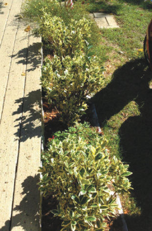 Attached are photos are of my euonymus. They're all about ten years old. Until the very cold winter of 2010-11 they grew happily, but that winter the deer and rabbits ate them from the ground up. It's taken them since then to recover and I haven't trimmed them at all. This year they're finally getting new growth inside. The older outside stems are leggy, with growth only at the tops. I'm thinking of cutting them all back to the height of the new inside growth to encourage more new leaf growth all around. Do you think this is a good idea? Or should I let them be and merely trim them a bit on the tops? These are slow growers as it is but I'd love to see them fuller and filled in. I'd appreciate your advice. Thank you very much! Sincerely, Ann