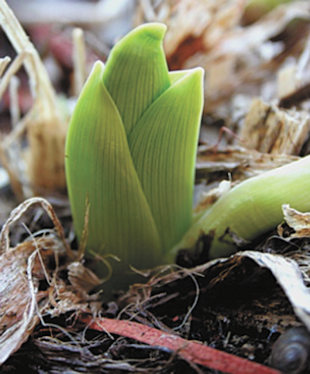 I planted my bulbs in early November and now with the warm weather some of them are sprouting up! What should I do? Will they grow in the spring? Gary