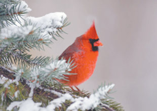 Now that Christmas is over, the used Christmas trees are showing up along the roads to be picked up. I'm wondering what I can do with my old tree other than throw it away. Doug