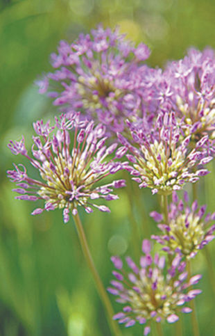 Help! Last Year, I had a few wild onions/chives in my gardens. This year my gardens are full of them. Pulling doesn't seem to help. What can I do? G.D.