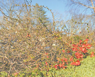 I have a Flowering Quince in my yard and every year at this time it bursts into beautiful blooms, but not this year. There are a few blooms at the bottom, but for the most part it's bare. What's going on? Carol