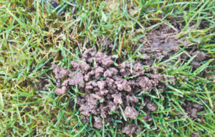 As you can see in the enclosed picture, I am finding small mounds of dirt on my lawn continuously. What kind of animal (rodent) could be causing them and what can I do to eliminate it? R.J. Niantic