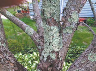 I've had this dogwood tree for over 20 years and it seems to be fine. However, in the last several years I've noticed this growth on it. I'm assuming that it's some sort of lichen. Is this anything I should be concerned about? Maureen