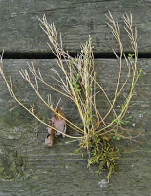 We seem to have these all over our yard. They cropped up a year or two ago and we don't know what they are or how to get rid of them! When you walk through them, they spray seeds everywhere. They're roughly 6 inches tall. Please help! Jackie