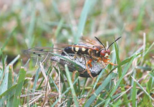 I have a question regarding Cicada bees. I think that is what I have had for several years. They are in one area of our mulched bank and emerge May/June. They are annoying. I was told to mulch heavily and that may help. Susan