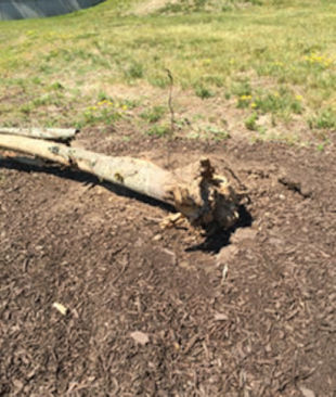 I was at a local Stop & Shop and noticed a small tree in their landscape that had just fallen over. When I looked closer, it had no roots! What in the world happened? Robin