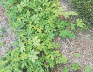 I'm wondering what this is. It's nothing I planted, which makes me suspicious, but we have so many glorious trees thanks to the squirrels, thought I'd check before pulling. Thank you! Sue