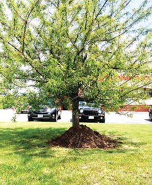 Hello Linda - I read your article a few weeks ago about volcano mulching which was very disturbing. You mentioned that allowing mulch to go higher up the tree stem than the flare causes small fibrous roots to start growing into the mulch. Given time, these roots actually wrap around the base of the tree and 
