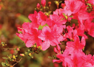 Hi Linda - There are several wild azaleas on my property behind my house in the woods. They are old and a bit spindly as the oak trees around them have shaded them for 40+ years. I have enjoyed the blooms for many years and I was wondering is there any way I can transplant them to a better location where I can see them more easily? Should I prune them in preparation? What time of year would be best to move them? Thanks for any advice you can share. Robin