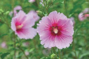 I just moved into a new home and have discovered three or four Rose of Sharon trees that I would love to have thrive. They are being crowded out by other trees and I didn't know if I could move them elsewhere without hurting them. They are quite tall but thin and have a couple of blooms on them. What do you think? Where would they do best? Thanks! Lori