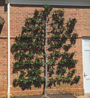 This summer I went to the Botanical Gardens in Richmond, VA when I was on vacation and I saw this tree growing directly against a wall. Can you tell me more about it and what it is? Don