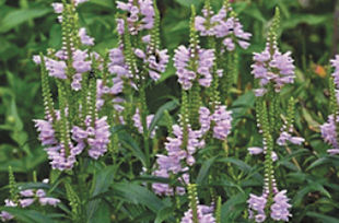 Linda, could you please help identify this plant? Thanks, Gary