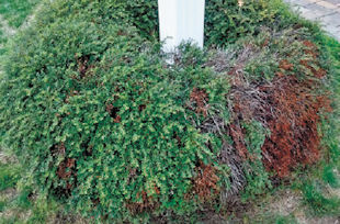 I have a 14 year-old, quite full, and until recently very healthy hedge of cotoneasters about 1-1/2 feet tall. About a month ago, one section started to become very brown and die. I have watered once weekly in hopes that perhaps this damage was caused by the extra dry, hot summer as they are in full sun. The damage has slowly progressed, and I fear it will eventually spread and cause the complete hedge to die. Is there a condition that plagues these cotoneasters that could have been caused by this summer's extreme heat, and what can I do to save the hedge? Thank you so much. Elena