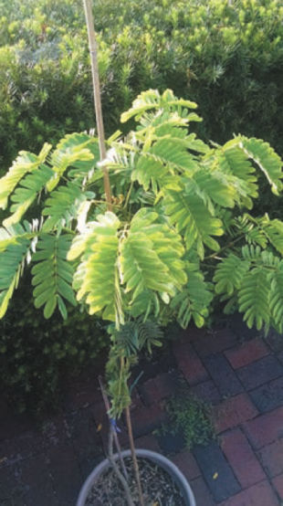 Linda, could you help me identify this plant? It's leaves fold up at night. Thanks, Malcolm