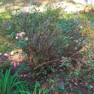 I have had this rose bush since 2004 and now it seems to be getting spiny. Could you give me some advice about what to do with it? How do I go about pruning it? Should I cut it down to the ground for regrowth next spring? Margaret