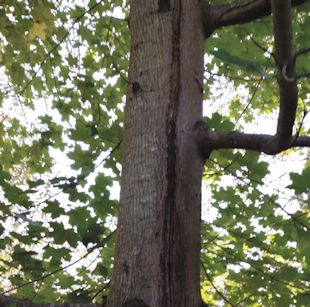 What is wrong with my maple tree? Otherwise, it looks healthy and full of leaves, no dying branches. What can I do? Can it be saved? Patsy